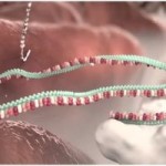 microRNA biogenesis & function