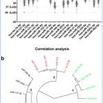 TAmiRNA participates in research extending miRNA applications in bone disease