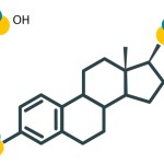 ZELLX® Estradiol ELISA kit
