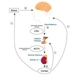 ZELLX® HPA Axis testing