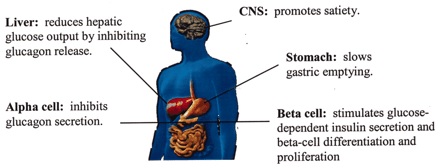 Bachem research focuses on GLP-1 treatment for diabetes
