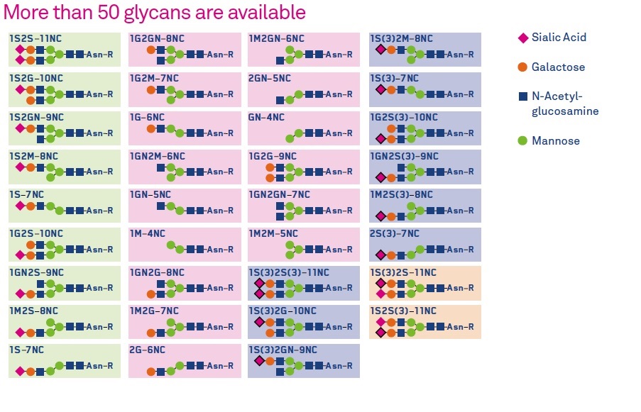 Chemical glycosylation for homogenous adaptable peptides