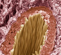 Endothelin Receptor Antagonists and Agonists