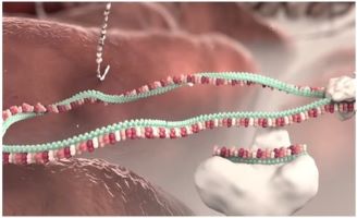 microRNA biogenesis & function