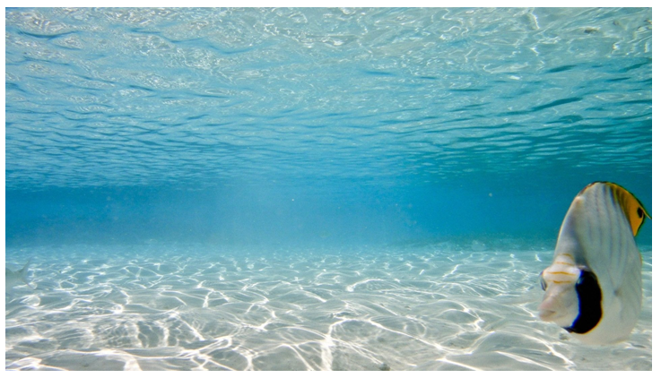 Dividella’s monomaterial packaging solution to the global plastics crisis