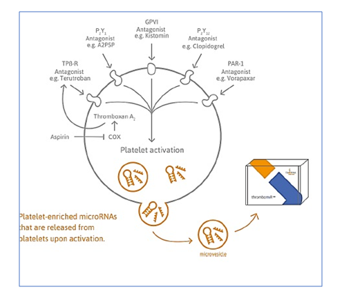 Circulating platelet-derived thrombomiRs as non-invasive biomarkers in P2Y12 anti-platelet therapy