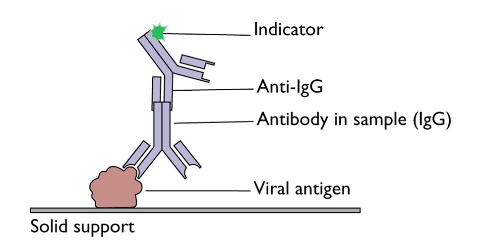 Diagnostic peptides