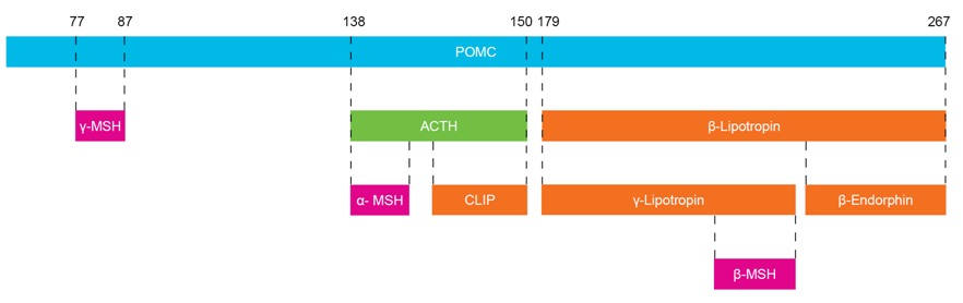 Melanocortin Peptides and Receptors