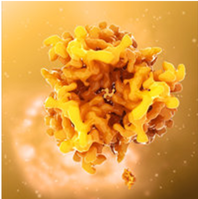 Melanocortin Peptides and Receptors