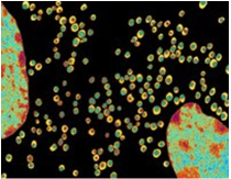 Bachem glucagon products