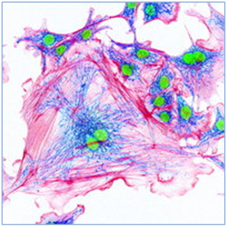 Bachem antihypertensive food-derived peptides