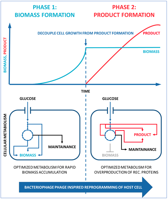 enGenes-X-press protein & DNA production platform