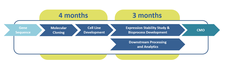 UGA Biopharma´s high-speed cell line development workflow