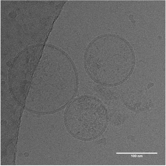 47492Evercyte Extracellular Vesicles (EVs)
