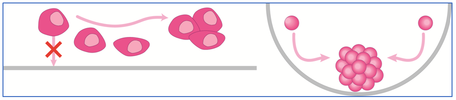PHCbi PrimeSurface® 3D Cell Culture solutions