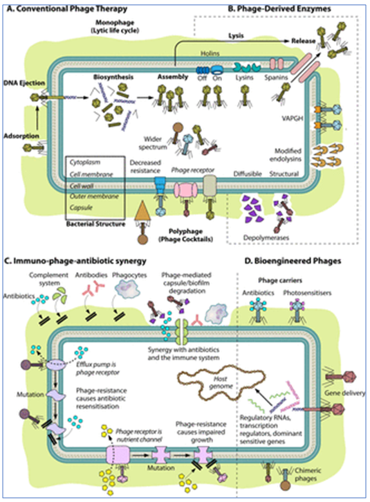 Phage testing and therapy from Phage Consultants