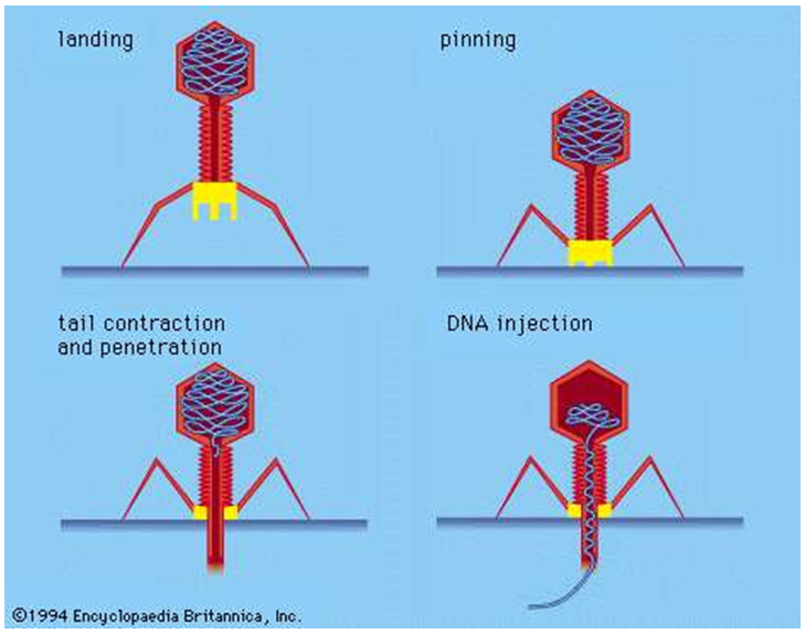 Phage testing and therapy from Phage Consultants