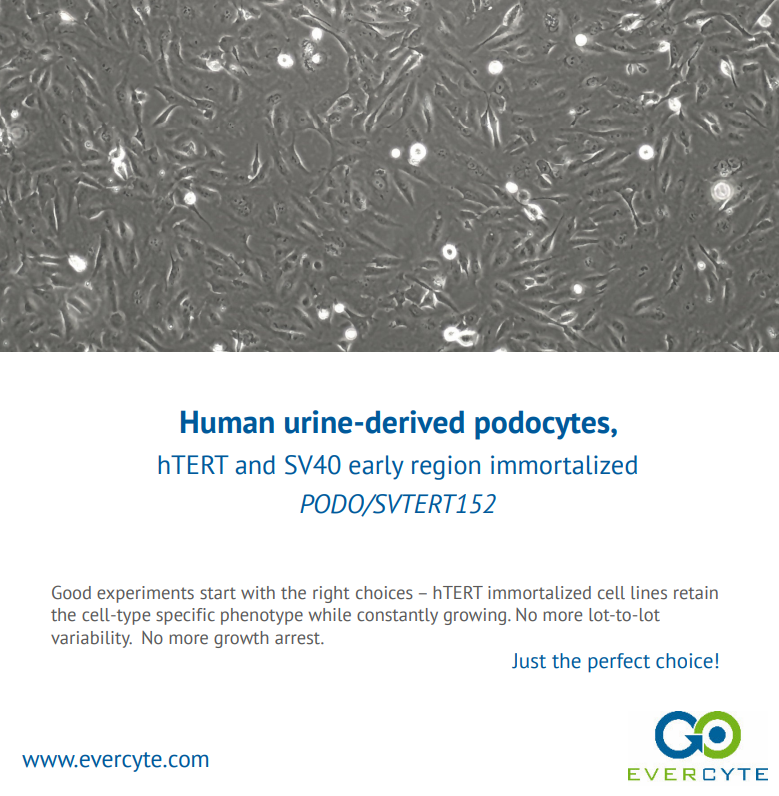 Human Urine-derived podocytes, hTERT and SV40 early region immortalized – PODO/SVTERT152