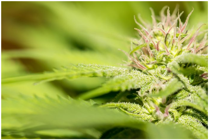 Evolve signs ethical cannabis-focused European Distributor Partnership with small scale packaging specialist ATG Pharma