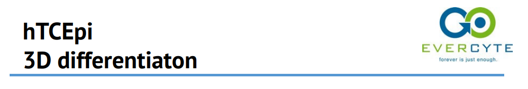 hTCEpi – 3D Differentiation