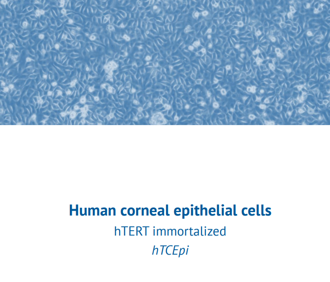 hTERT immortalized hTCEpi – Human corneal epithelial cells