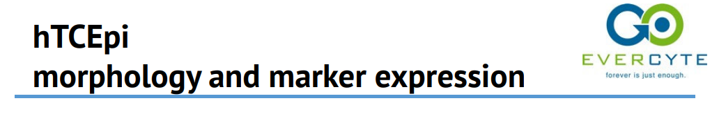 hTCEpi – Morphology and marker expression