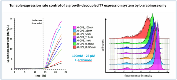 New enGenes Biotech study demonstrates benefits of new X-press host strain for recombinant protein production