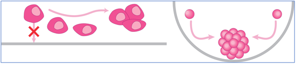PHCbi PrimeSurface® Cell Culture labware