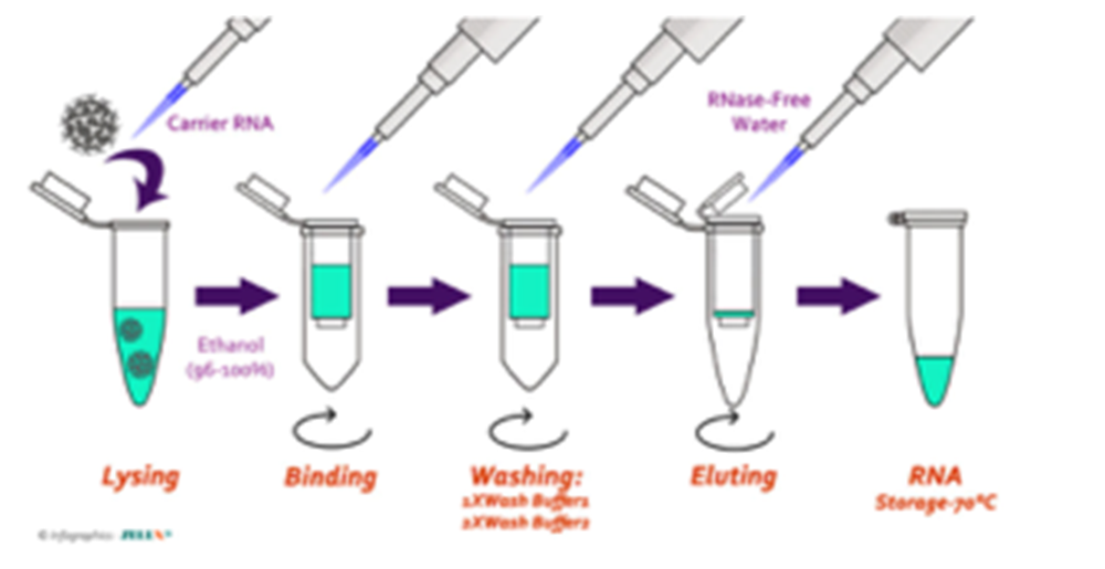 ZELLX® COVID-19 Coronavirus assays