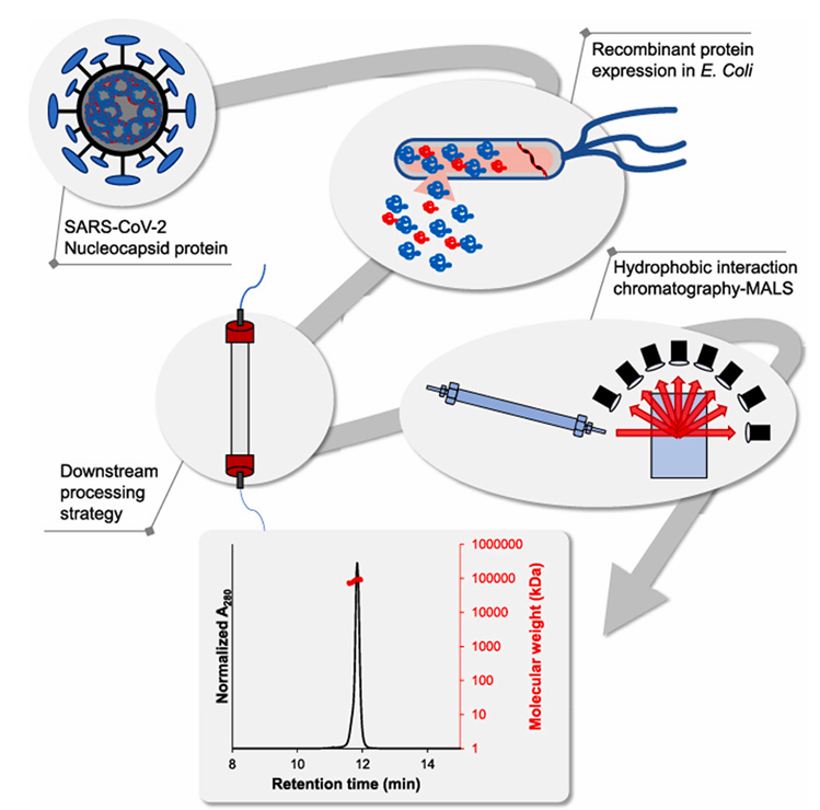 enGenes X-press achieves high yield SARS CoV-2 nucleocapsid protein expression